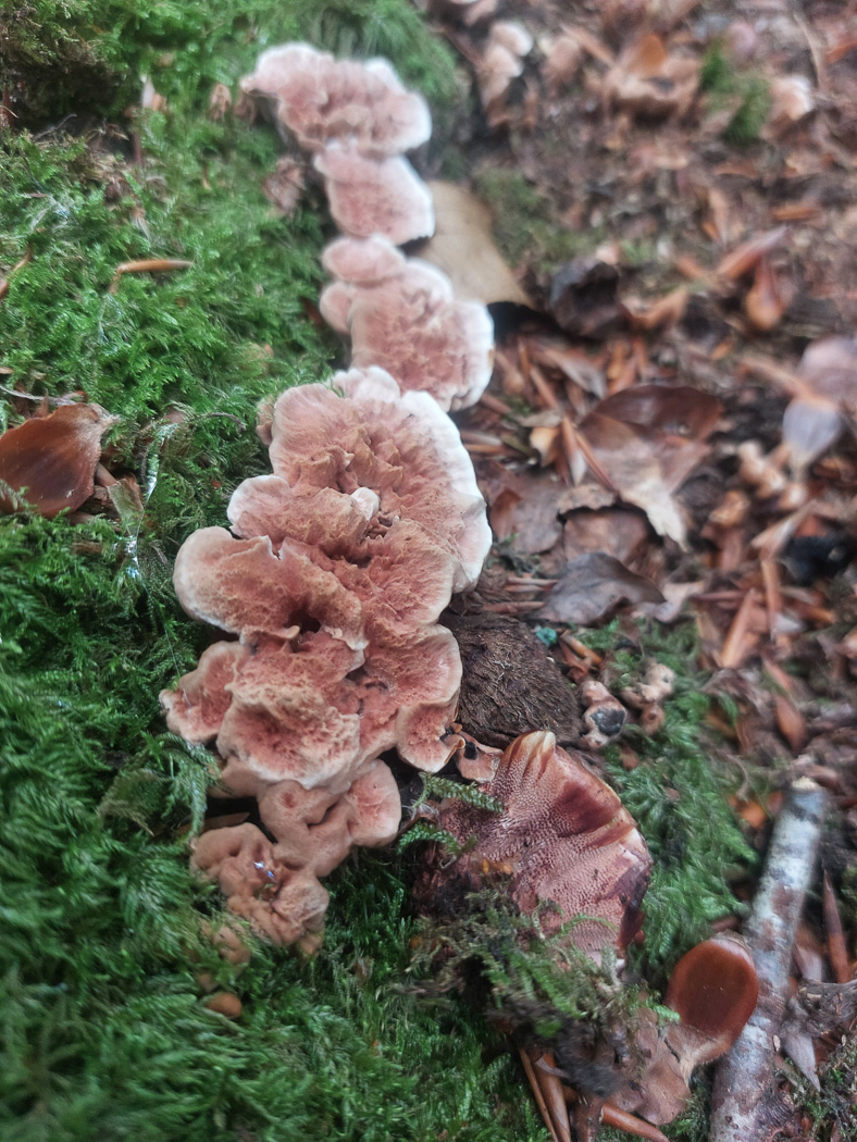 Photo © Jesper Launder Hydnellum concrescens by Jesper Launder